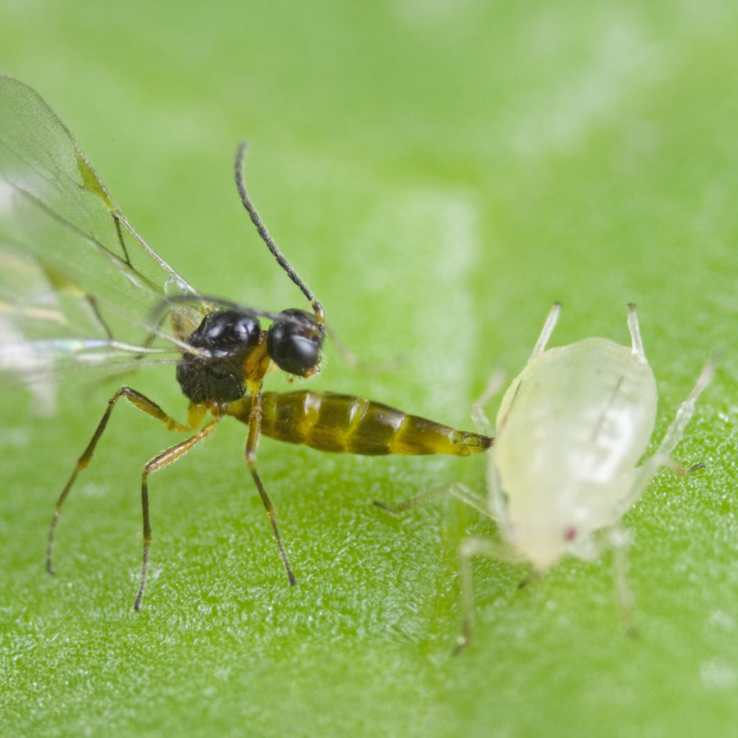 Biological Control